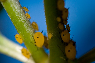 Illustration for article titled Emory Aphids